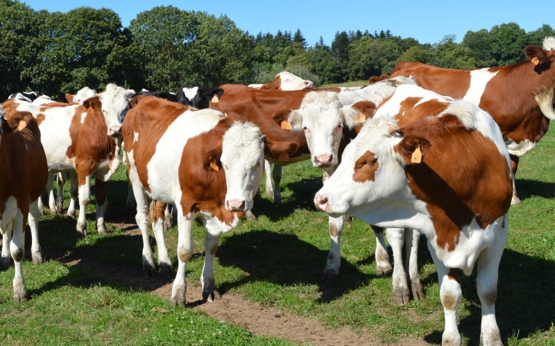 5 conseils pour un regroupement de troupeau réussi - Agri Maker